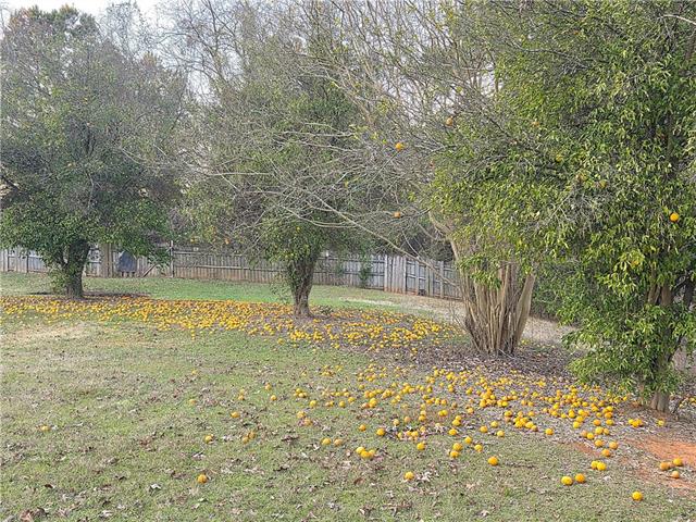 175 Hargis Road Natchitoches, LA 71457 - Photo 60 of 60 Gallery Image 60