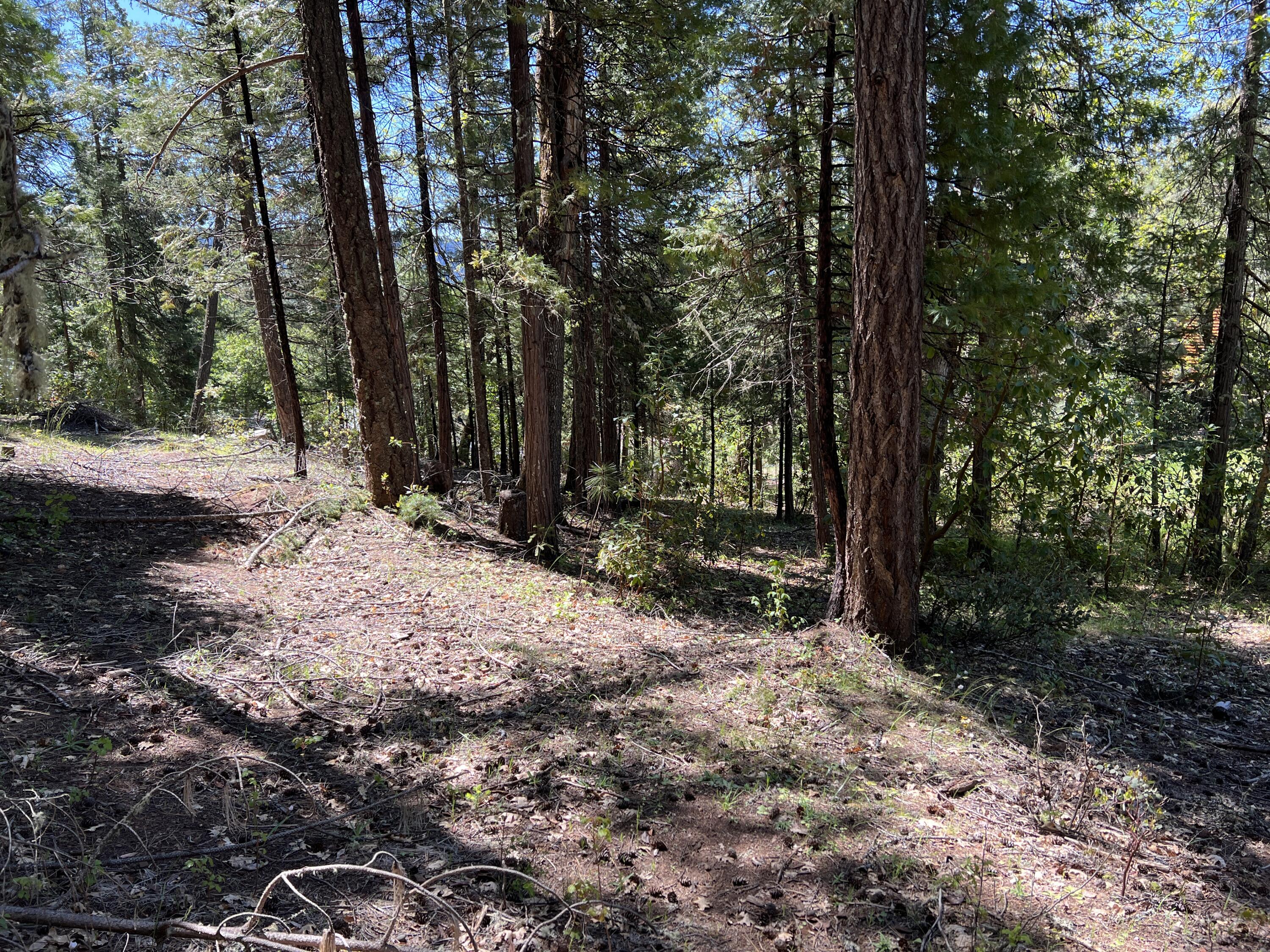 347 Flounce Rock Road Prospect, OR 97536 - Photo 5 of 12 IMG_2304