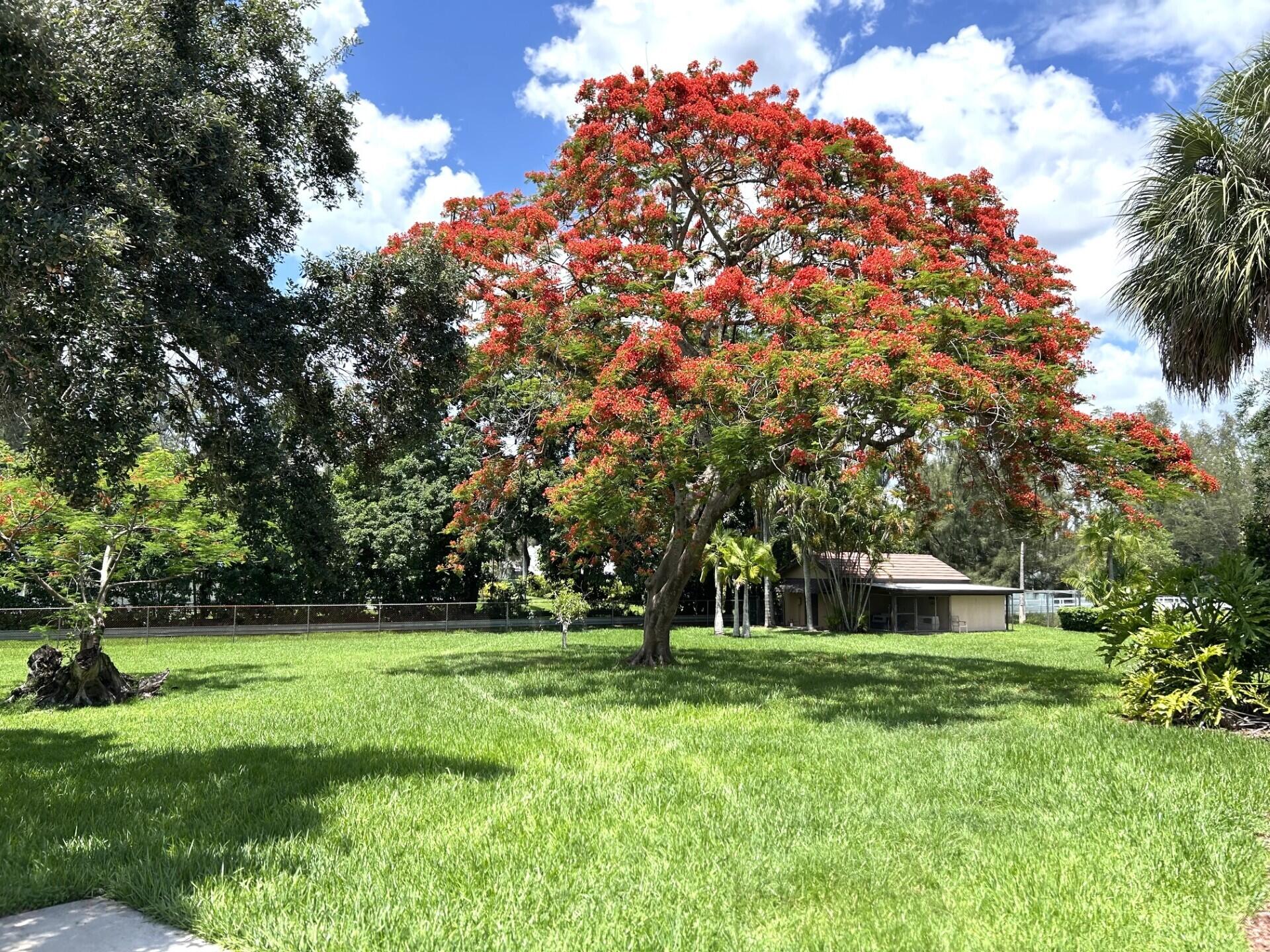 6200 Southwest 183rd Way Southwest Ranches, FL 33331 - Photo 29 of 30 6200 tree