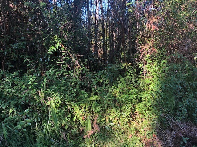 66 Pikake Road Pahoa, HI 96778 - Photo 1 of 10 Gallery Image 1