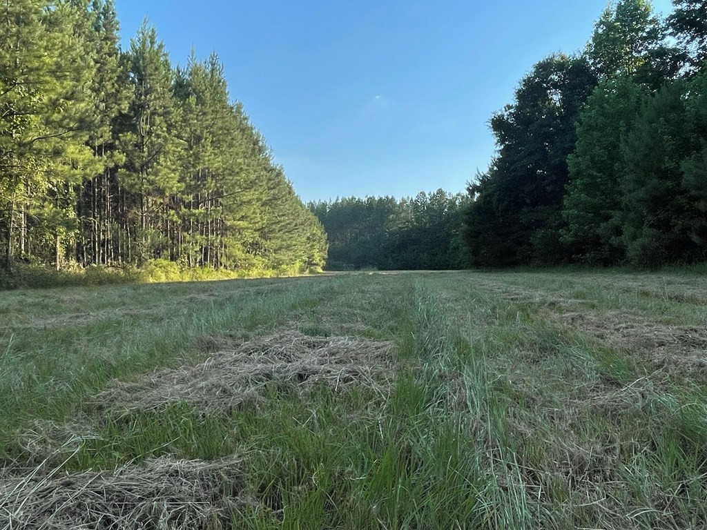 0 Seale Road Roxie, MS 39661 - Photo 8 of 11 Photo 8