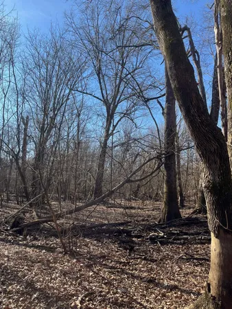 a view of a yard with trees