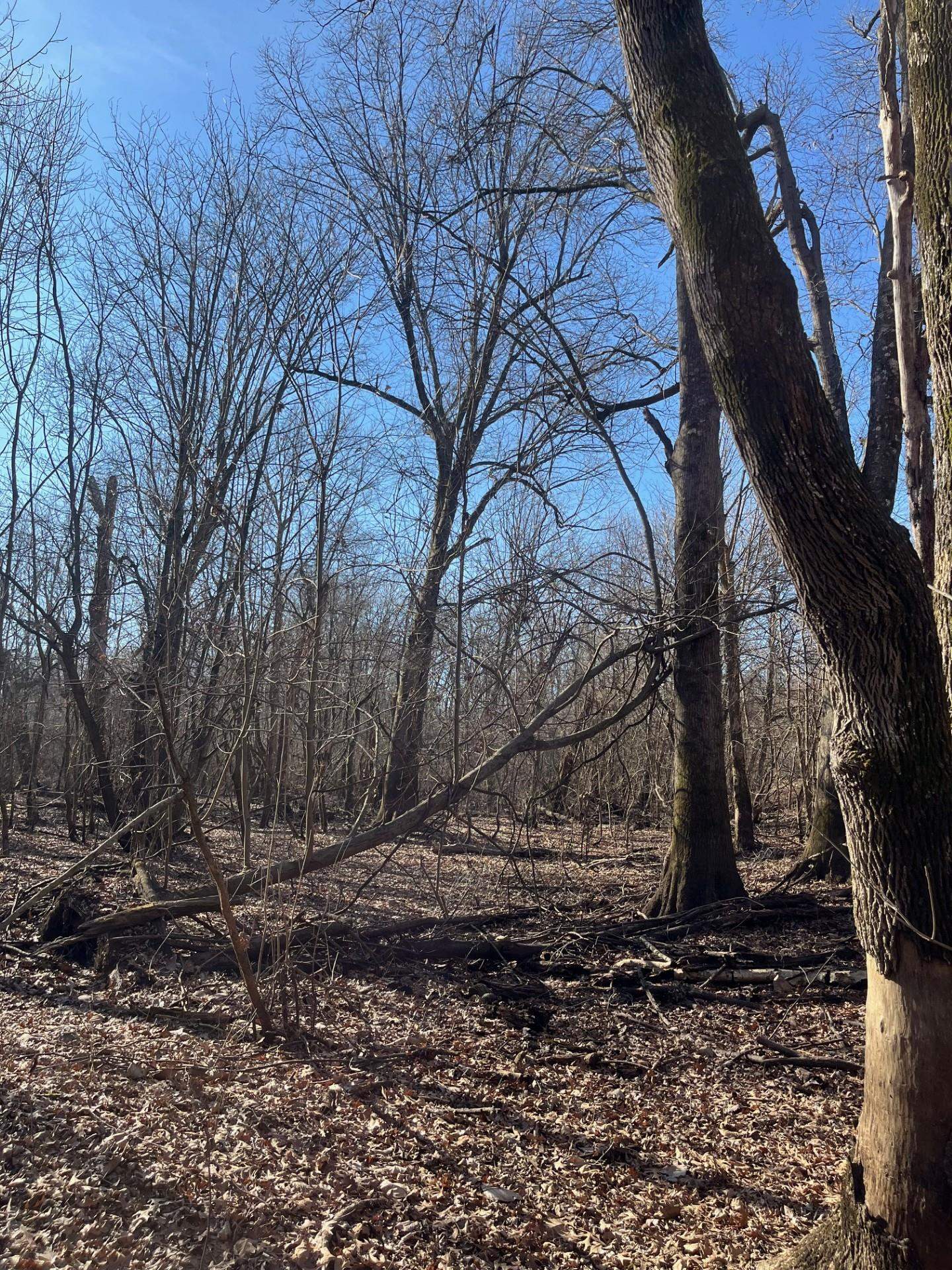 a view of a yard with trees