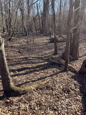 a view of a yard with trees