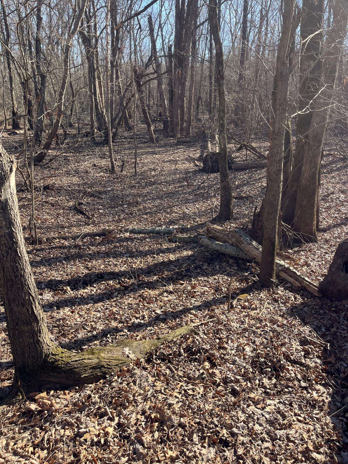 0 Greene County Ar 954 Road West Paragould, AR 72450 - Photo 2 of 7 a view of a yard with trees