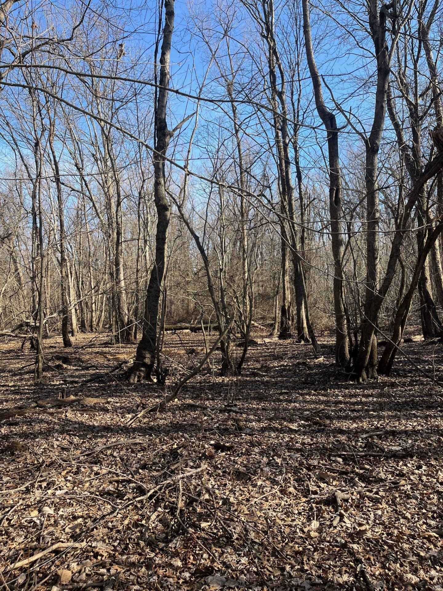 0 Greene County Ar 954 Road West Paragould, AR 72450 - Photo 3 of 7 a view of a backyard of the house