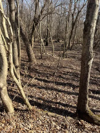 a view of a forest filled with trees