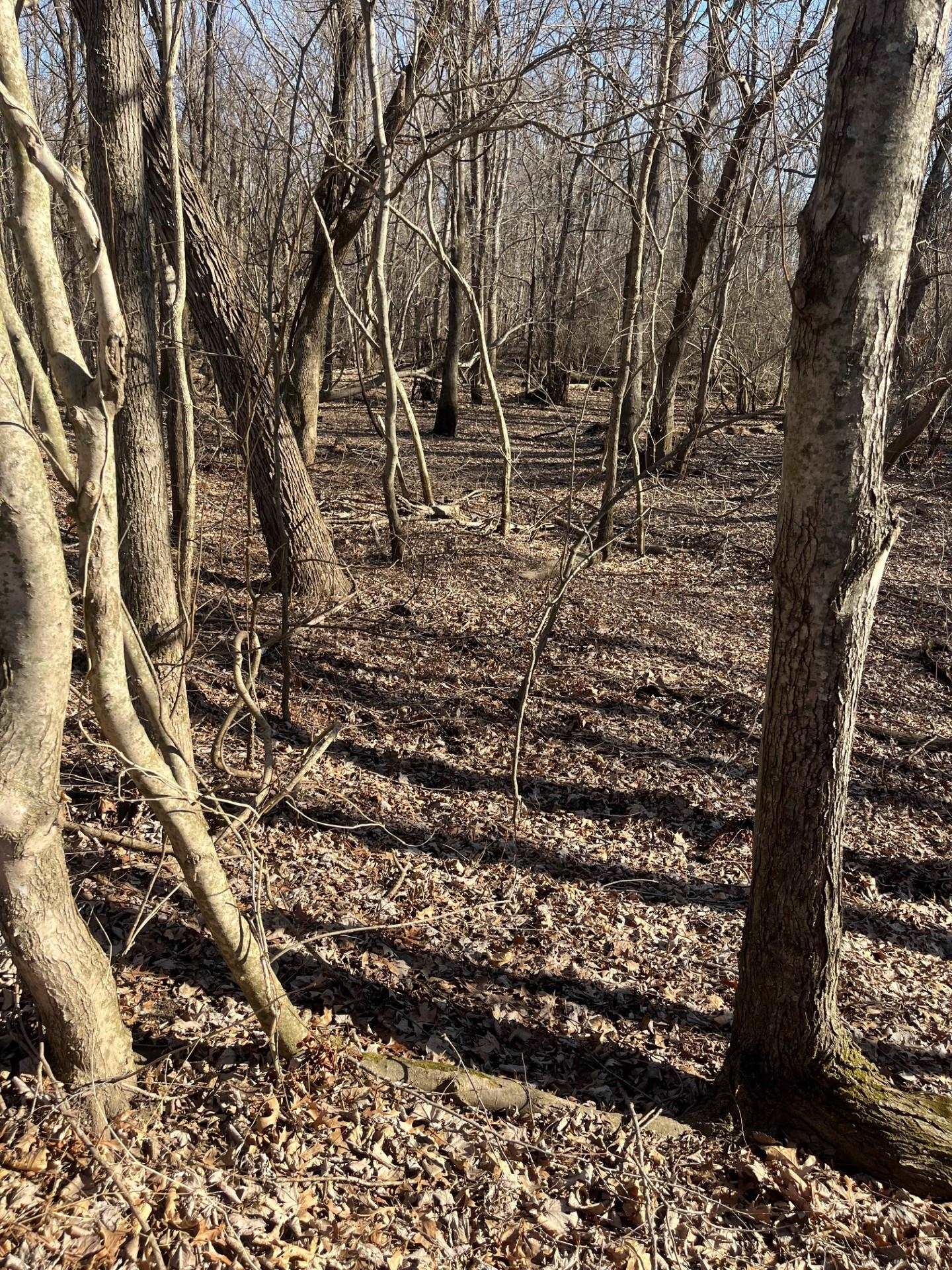 0 Greene County Ar 954 Road West Paragould, AR 72450 - Photo 5 of 7 a view of outdoor space