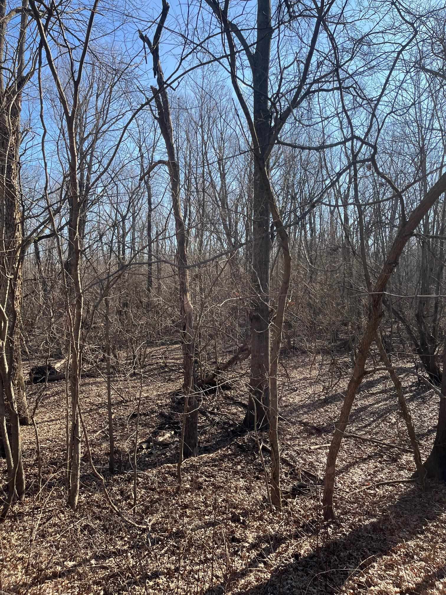 0 Greene County Ar 954 Road West Paragould, AR 72450 - Photo 6 of 7 a view of a forest filled with trees