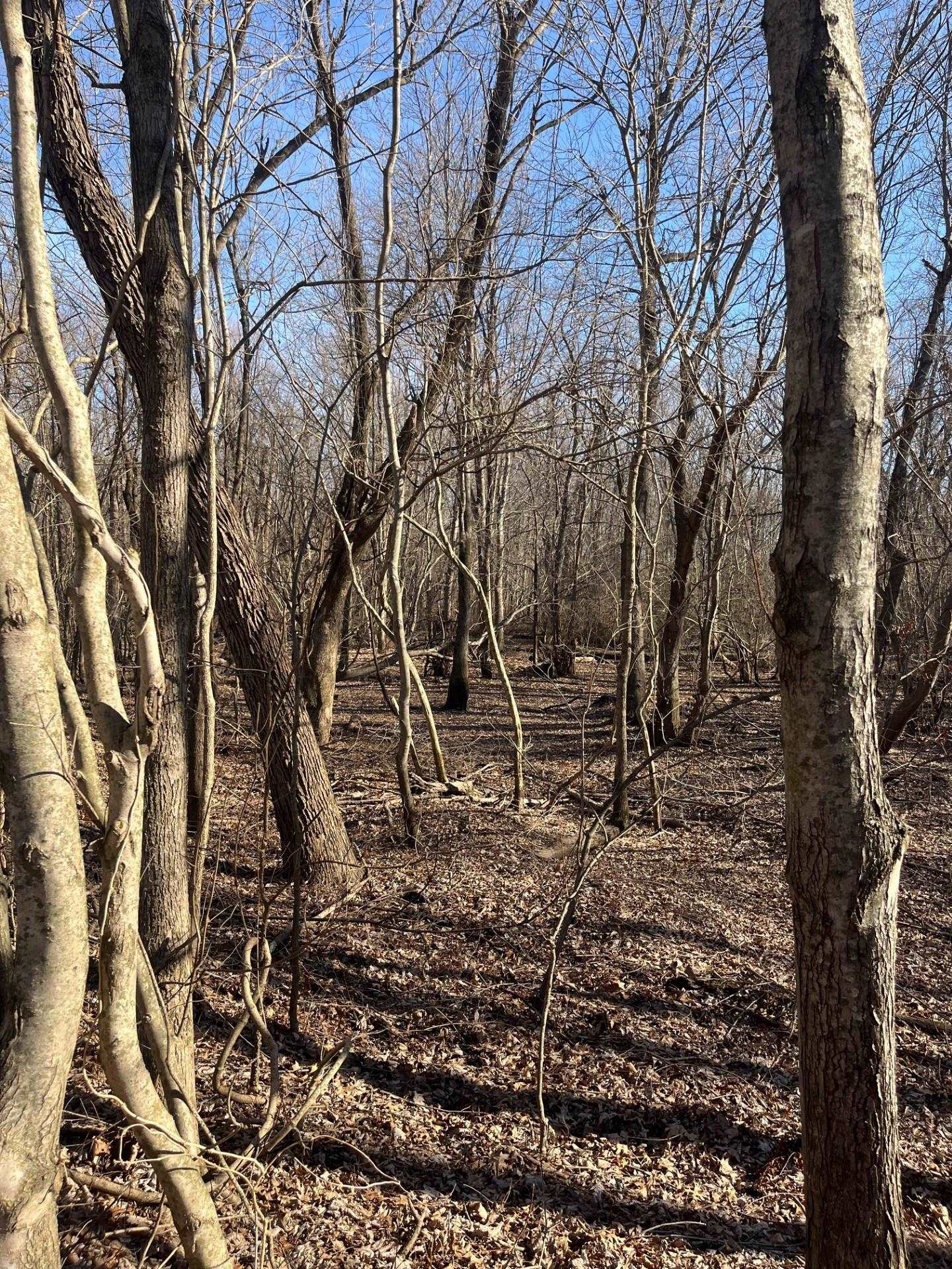 0 Greene County Ar 954 Road West Paragould, AR 72450 - Photo 7 of 7 a backyard of a house with lots of green space