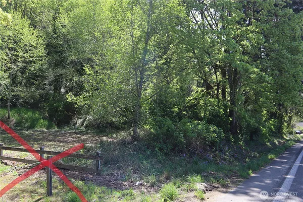 a view of a forest with a tree