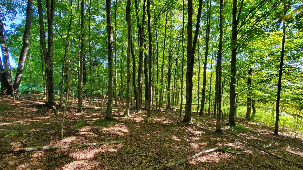 3388 Freer Hollow Road Franklin, NY 13856 - Photo 39 of 50