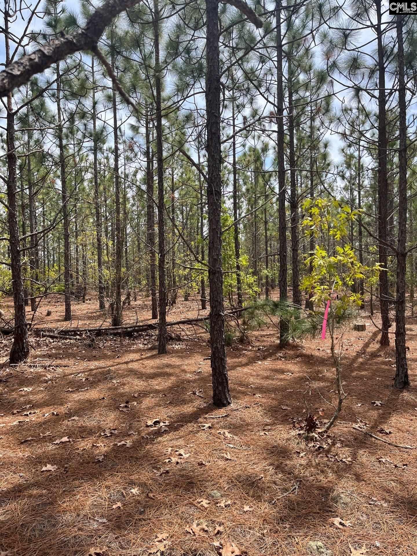9 Beaver Dam Road Cassatt, SC 29032 - Photo 9 of 25