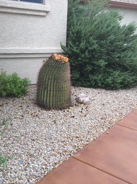 9311 North Diffin Road Florence, AZ 85132 - Photo 33 of 36 diffin cactus