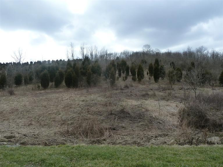 0 Branch Lick Road California, KY 41001 - Photo 5 of 7