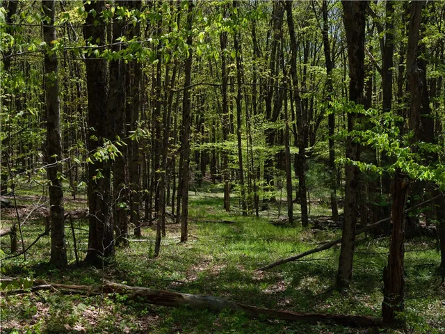 $350,000 | Sanly Road, Franklin, NY 13775