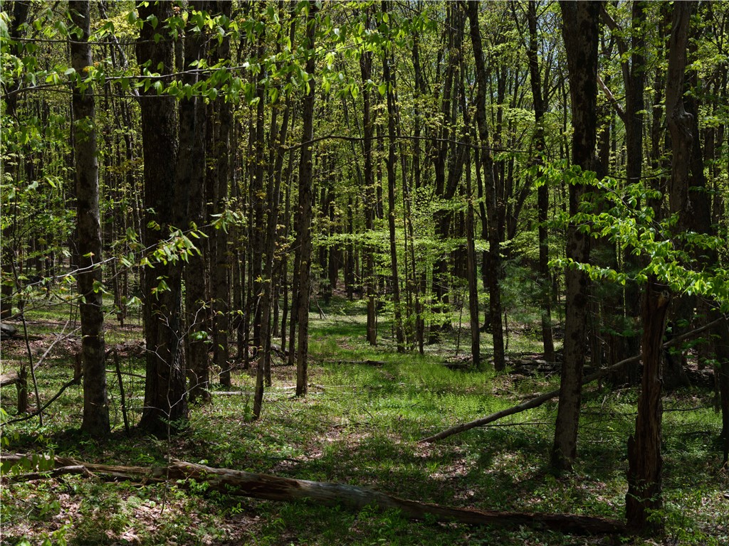 Sanly Road Franklin, NY 13775 - Photo 9 of 14