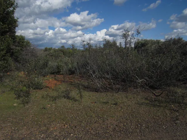 0 Sky Chico, CA 95928 - Photo 3 of 7 a view of a big yard with lots of green space and deers
