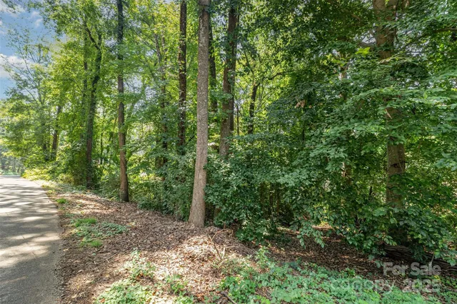 a view of a forest with trees in the background