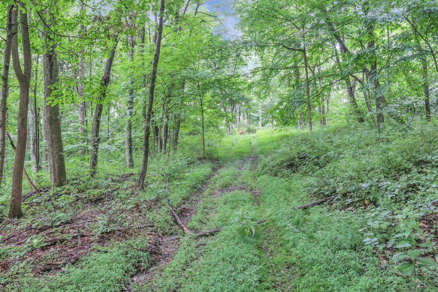 16749 Mush Run Road Athens, OH 45701 - Photo 4 of 37 8-web-or-mls-LO5A4526
