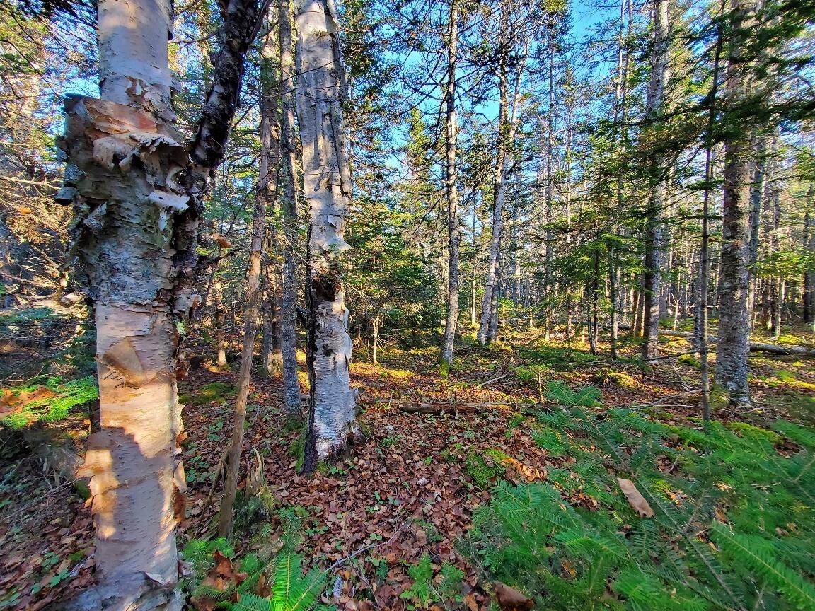 Lot 7 South Ocean Road Machiasport, ME 04655 - Photo 42 of 44 interior
