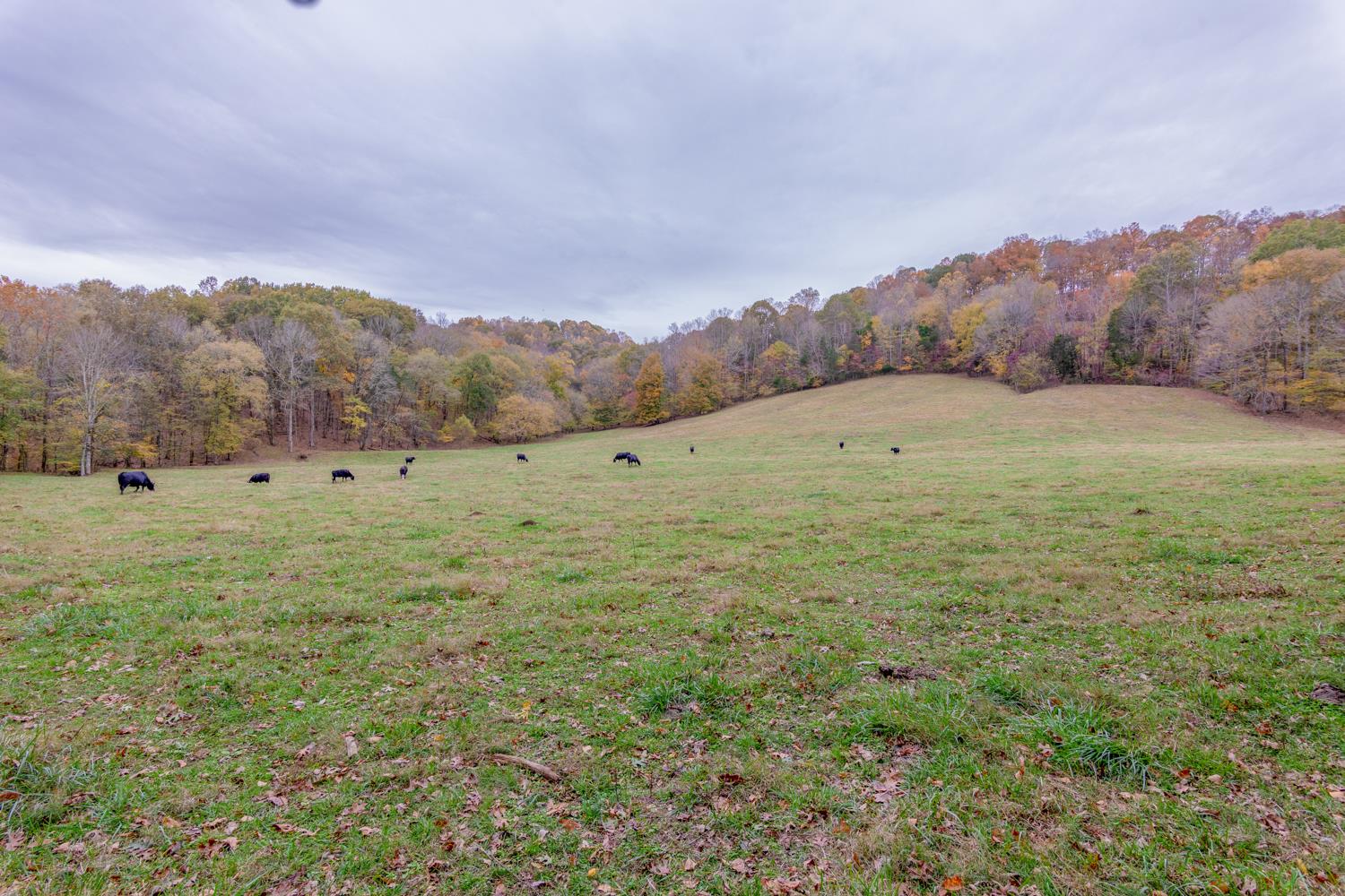 253 Chicken Creek Road Frankewing, TN 38459 - Photo 15 of 20 Gallery Image 15