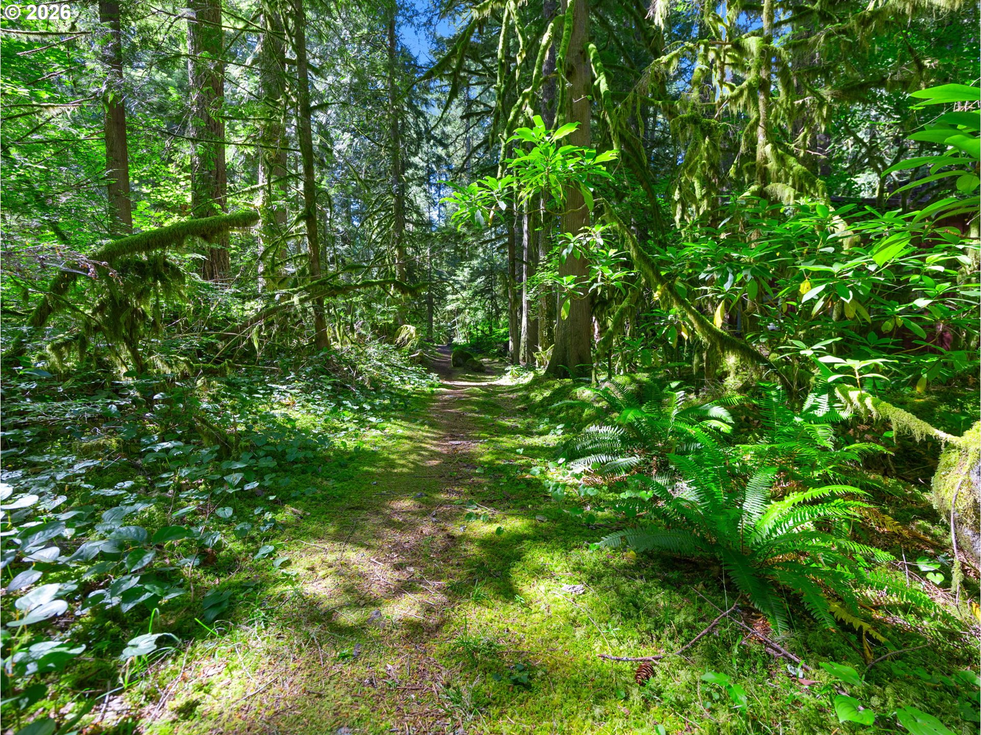 26811 East Road 15 Rhododendron, OR 97049 - Photo 41 of 47 a view of a lush green forest