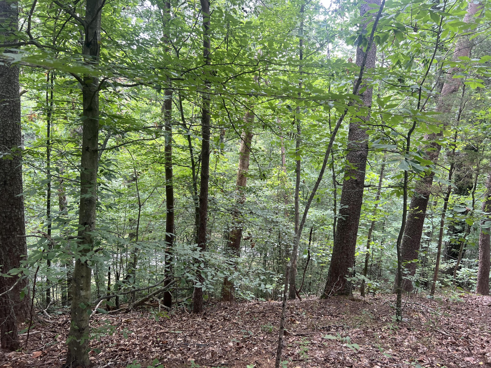 0 Hays Hollow Road Flintstone, GA 30725 - Photo 3 of 9 Gallery Image 3