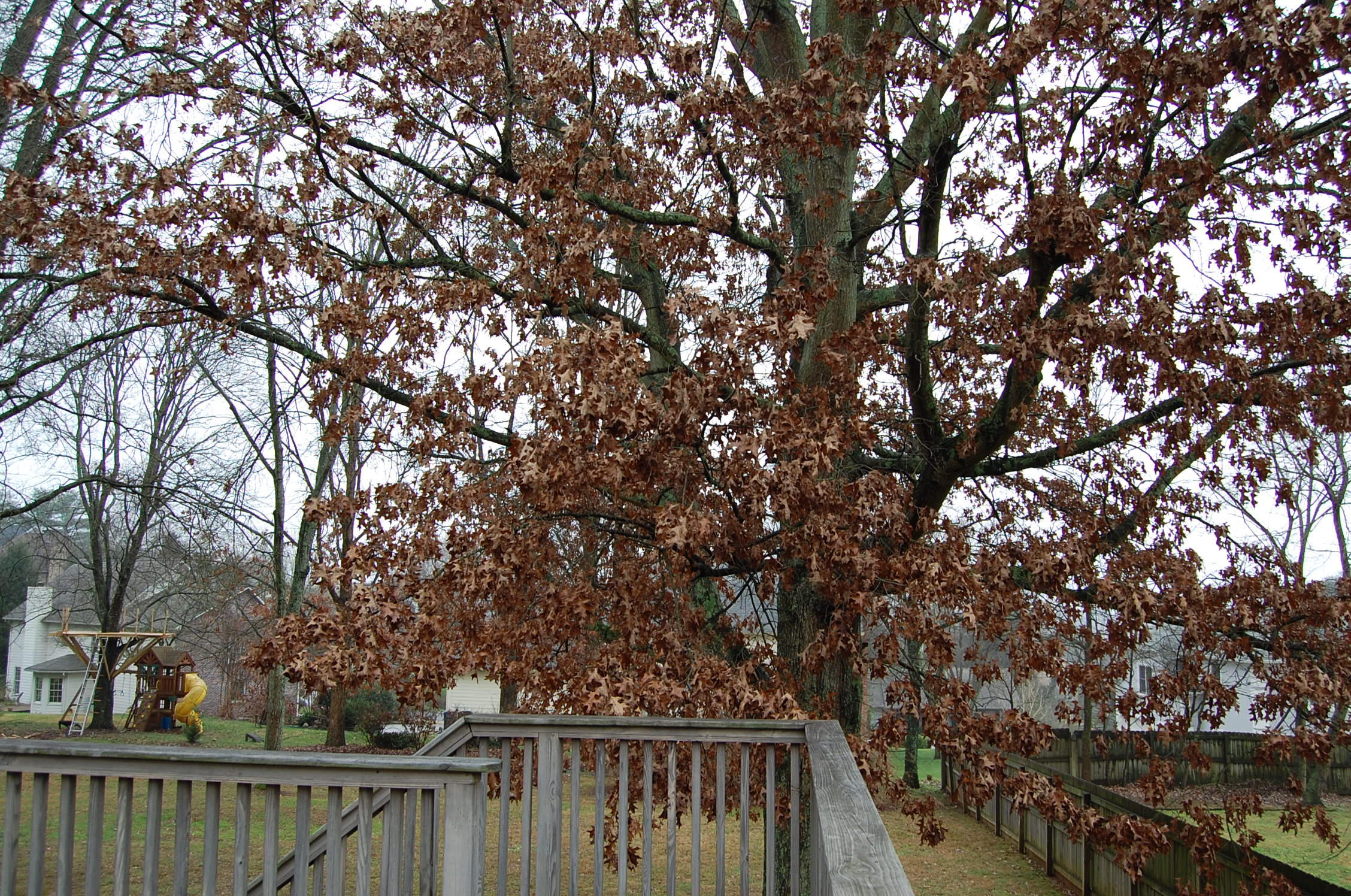 237 Peterson Road Knoxville, TN 37934 - Photo 28 of 29 Mature Trees