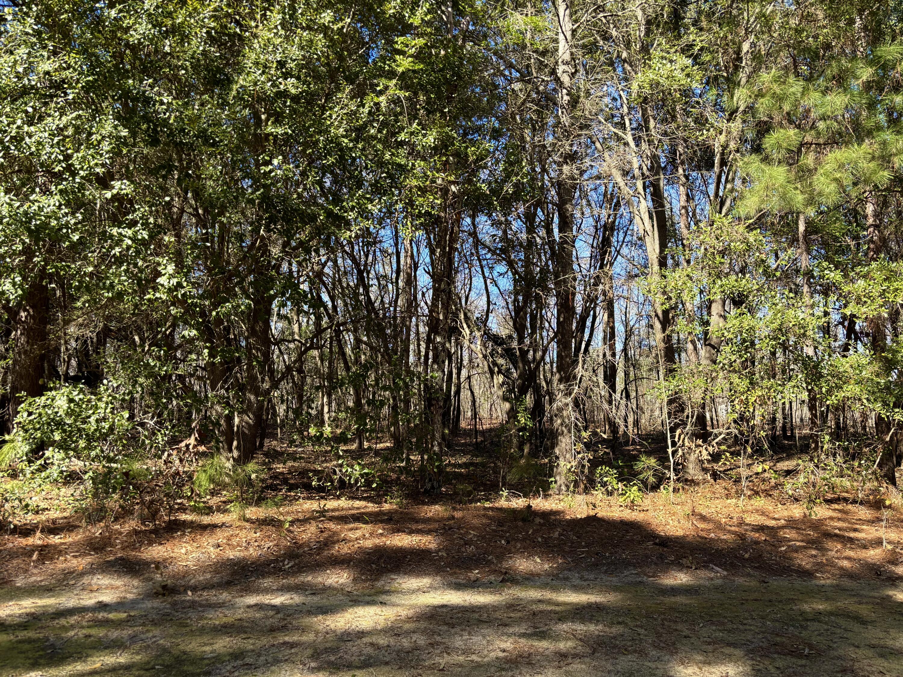 0 Ripley Court Elloree, SC 29047 - Photo 6 of 6