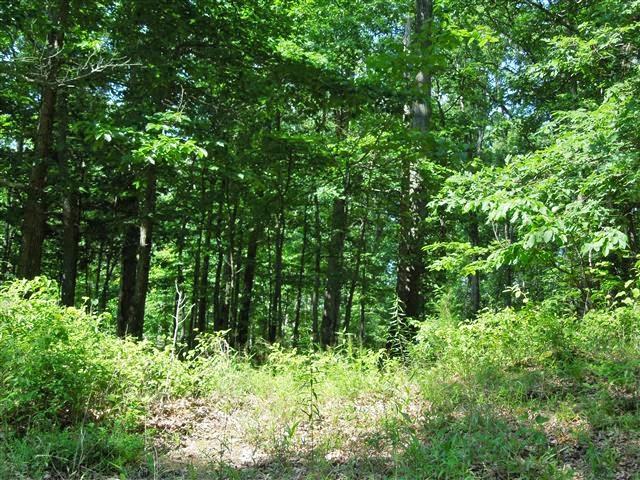 680 Edenway Road Dover, TN 37058 - Photo 9 of 20 Mostly wooded area.
