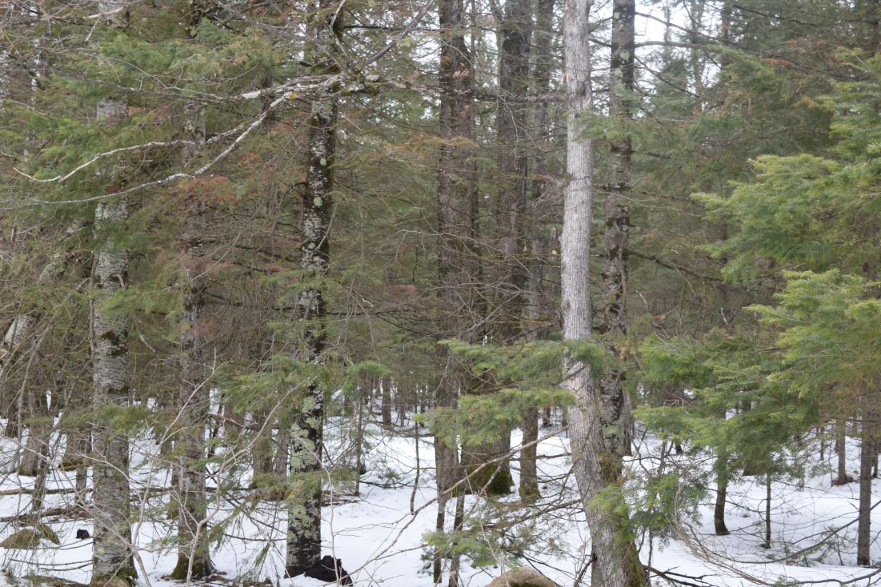Off Bones Road Rhinelander, WI 54501 - Photo 2 of 3 Gallery Image 2
