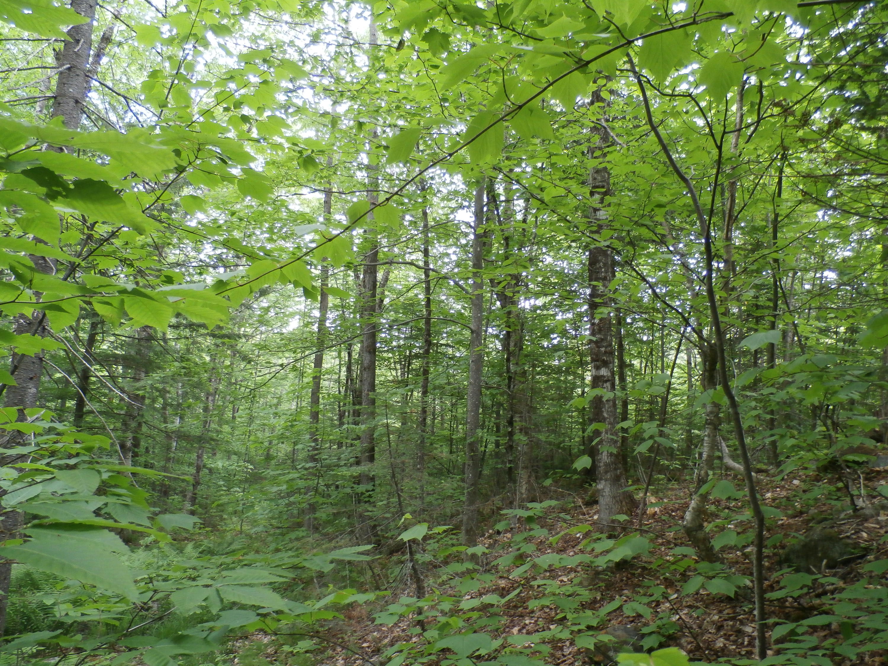 268 Weld Road Phillips, ME 04966 - Photo 13 of 26 P6120515
