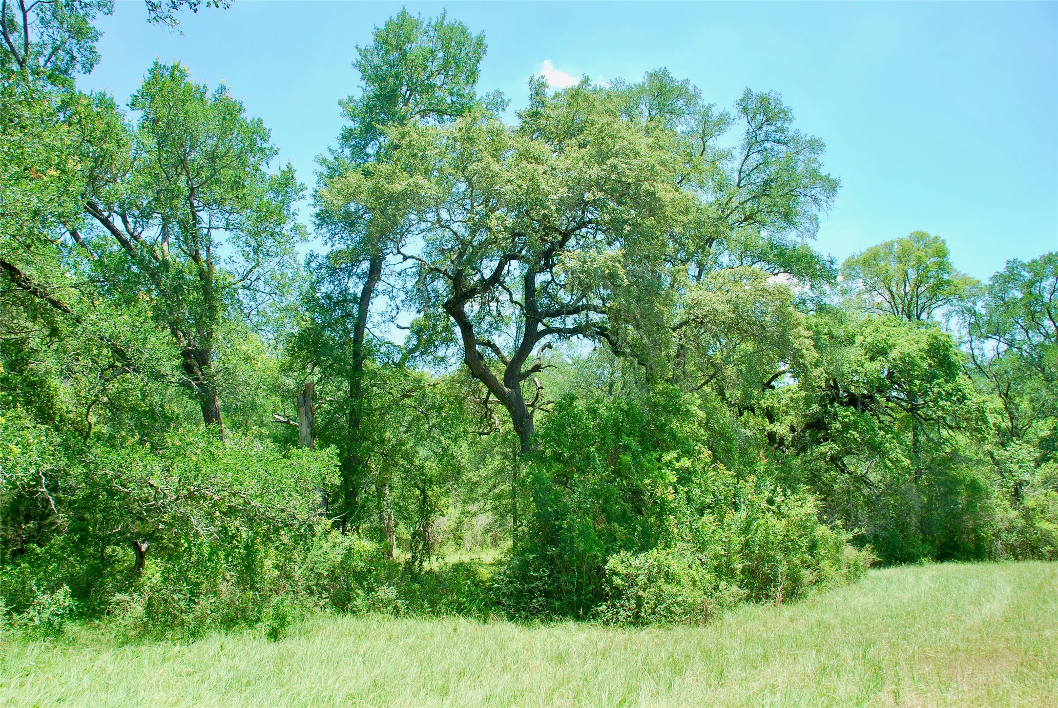 2116 Langdon Road Weimar, TX 78962 - Photo 9 of 43 a view of a lush green forest