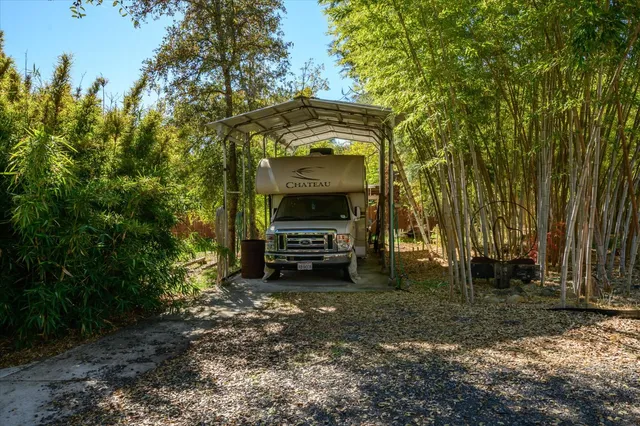 a view of a forest with a tree