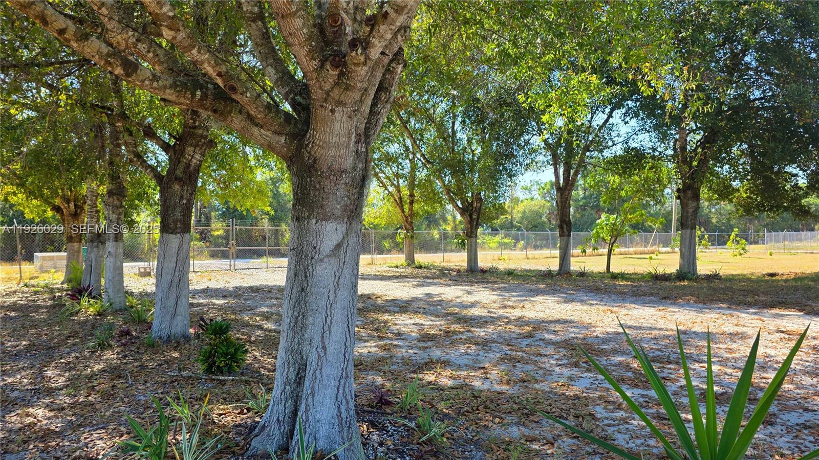 527 Perimeter Road Clewiston, FL 33440 - Photo 37 of 40 a view of a yard with plants and trees