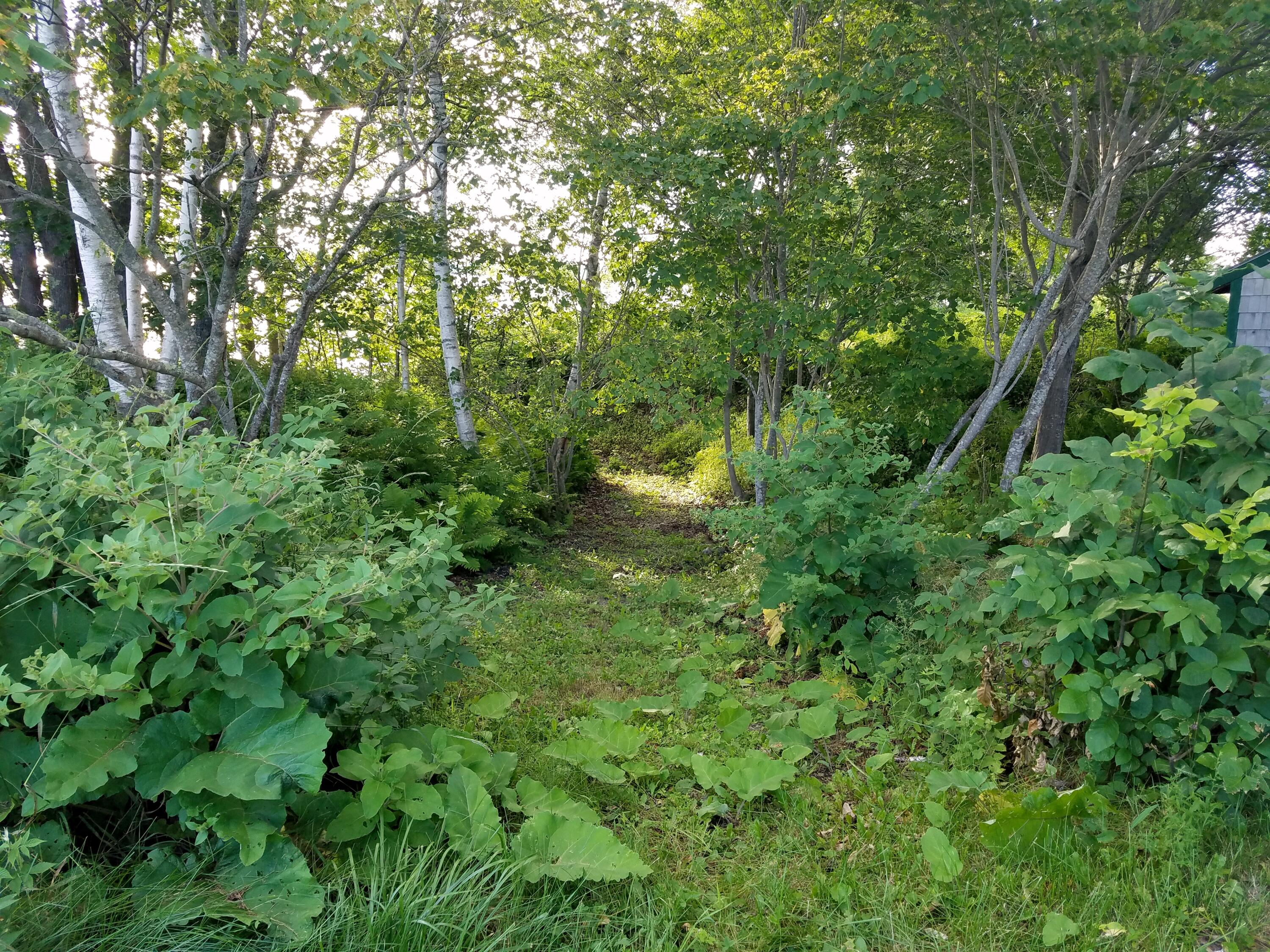 1170 Castine Road Penobscot, ME 04476 - Photo 37 of 43 20170728_180534