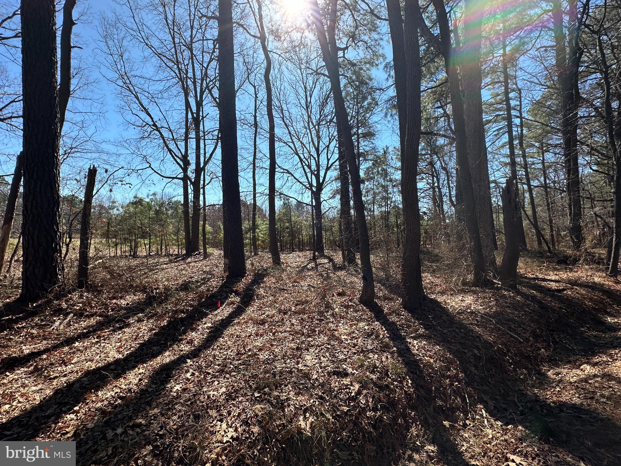 Cooper Point Road Bozman, MD 21612 - Photo 2 of 29 a view of a yard with trees
