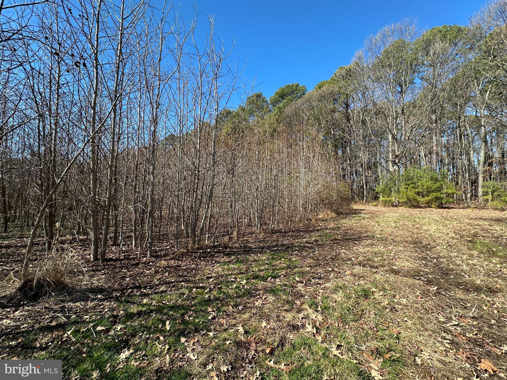 Cooper Point Road Bozman, MD 21612 - Photo 4 of 29 a view of outdoor space with trees