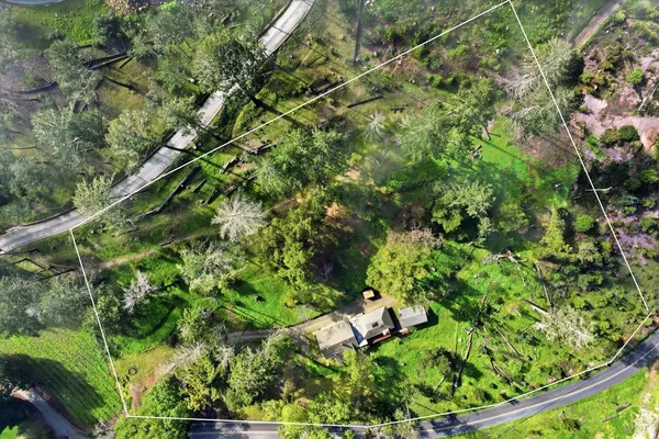 a view of a garden with a tree