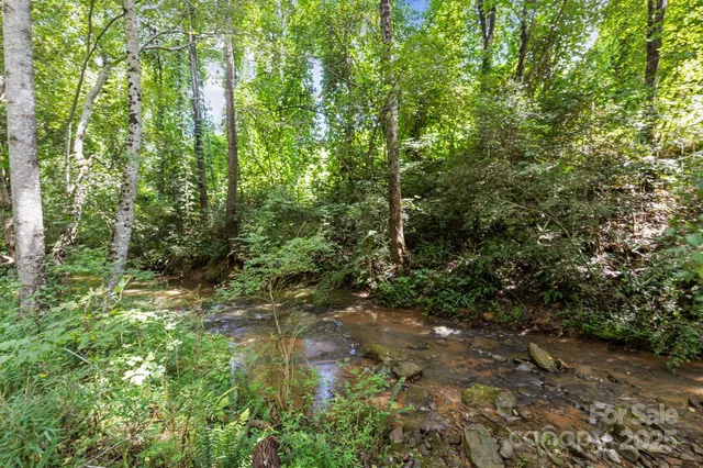 a view of a forest with trees in the background