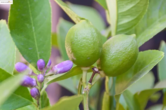 $799,000 | 4621 Walnut Street, Oakland, CA 94619