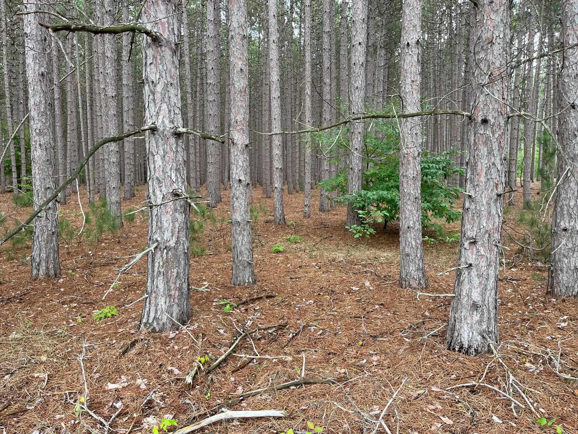 0 Copemish Road Thompsonville, MI 49683 - Photo 6 of 8 1915604-5.JPG