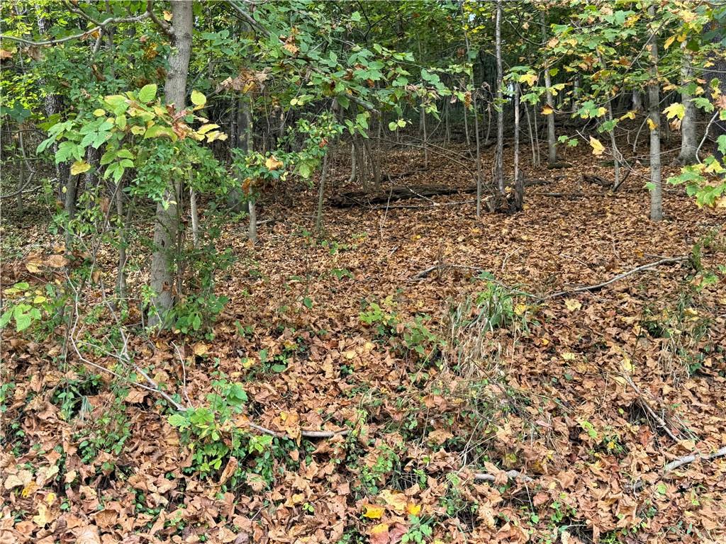 0 Bentleyville Road Charleroi, PA 15022 - Photo 4 of 19 a view of a tree with lots of bushes