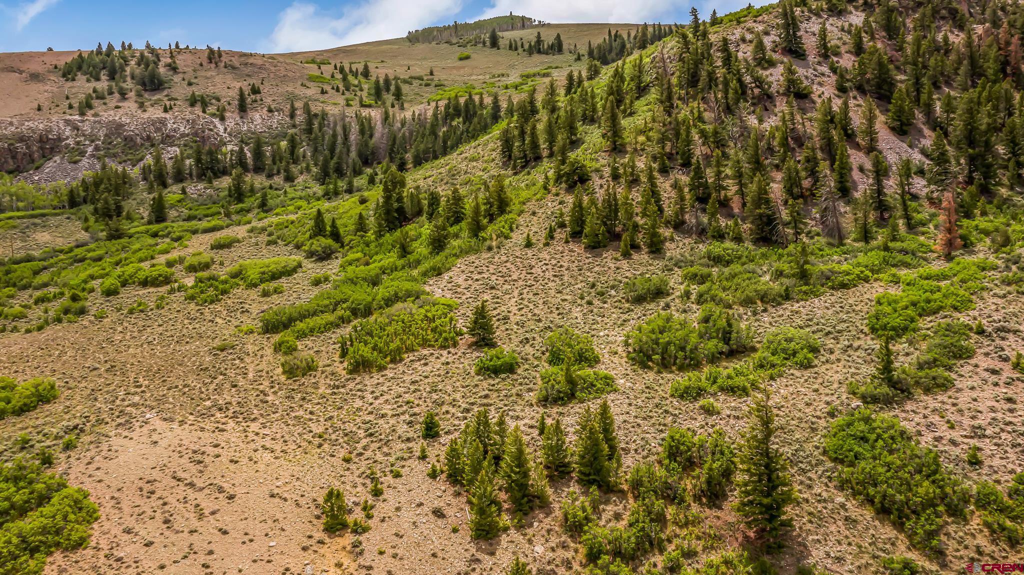 a view of a bunch of trees and bushes