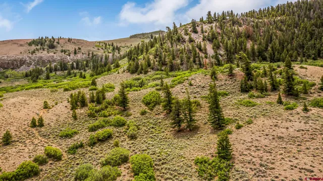 a view of a yard with trees