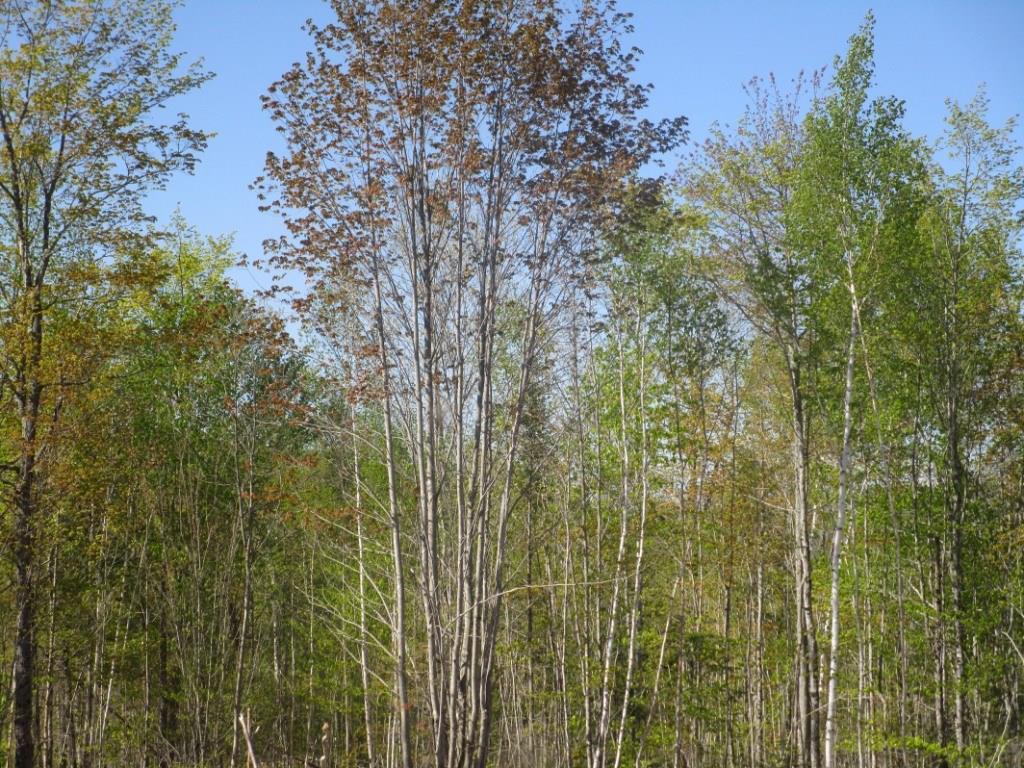 M2-l30 Morrill Pond Road Hartland, ME 04943 - Photo 11 of 21 Photo