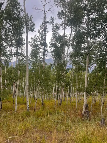 a view of yard with trees