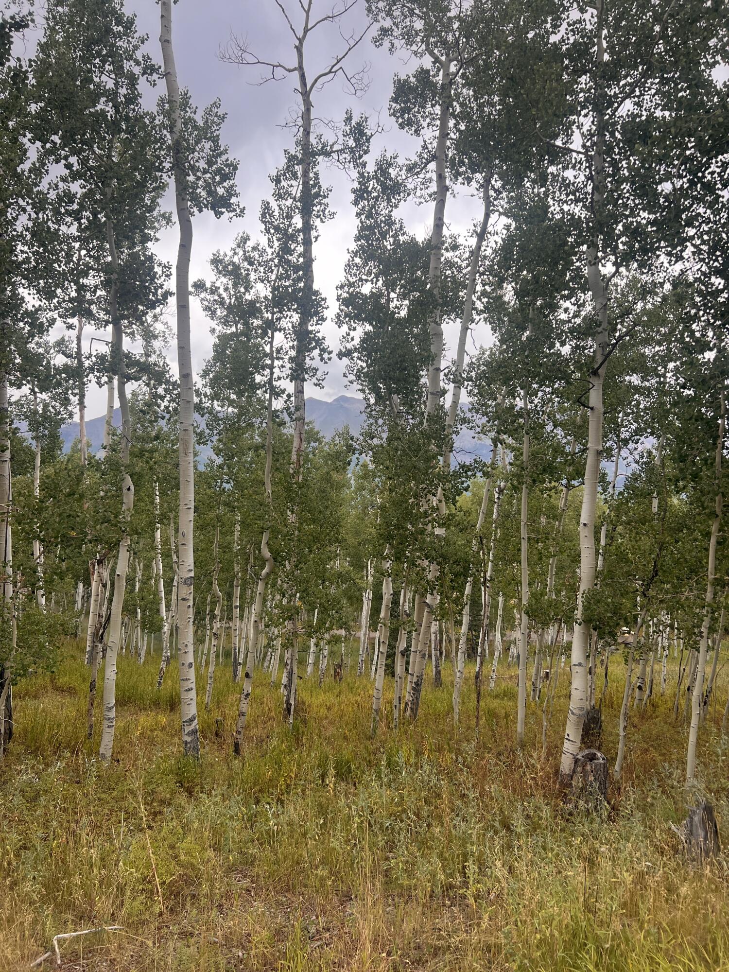 a view of yard with trees