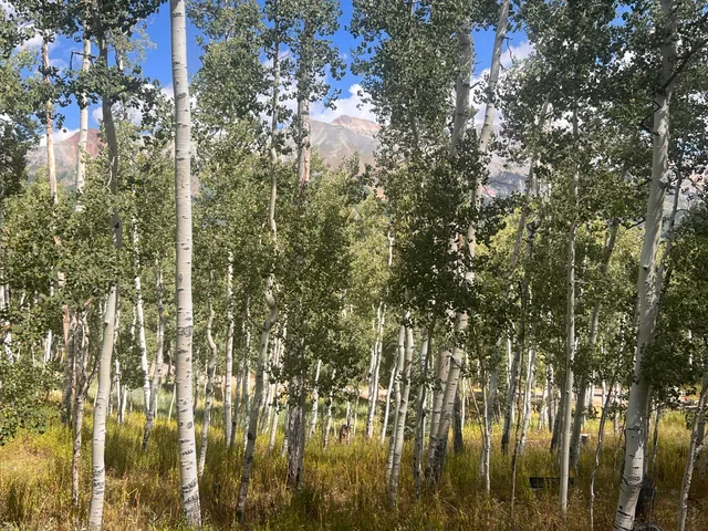 a vase of flowers sitting on a table